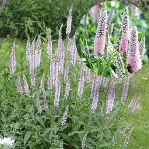 Veronica spicata 'Erika' - Kassisaba 'Erika' P9/0,55L